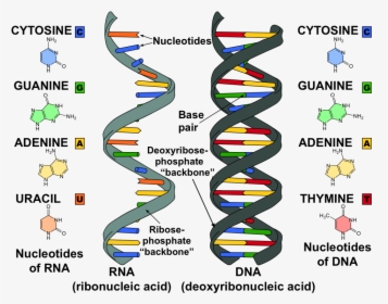 Dna And Rna, HD Png Download, Transparent PNG