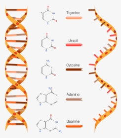Dna And Rna Clipart, HD Png Download, Transparent PNG