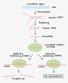 Diagram Of Where Mirnas Come From And And How They - Post Transcriptional Modification Of Rna, HD Png Download, Transparent PNG