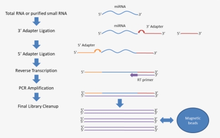 Small Rna Sequencing Scheme, HD Png Download, Transparent PNG