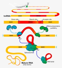 What Is The Difference Between Rna Splicing And Alternative - Splicing Rna, HD Png Download, Transparent PNG