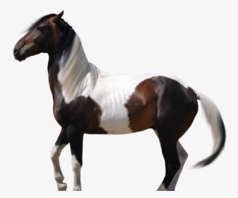 Thumb Image - Transparent Horse Outline, HD Png Download, Transparent PNG