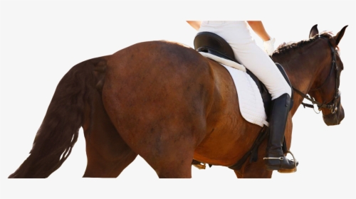 Equestrianism, HD Png Download, Transparent PNG