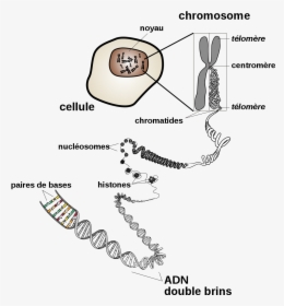 Chromosome, HD Png Download, Transparent PNG