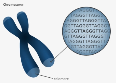 Chromosome Telomeres, HD Png Download, Transparent PNG