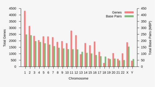 Nombre De Gene Par Chromosome, HD Png Download, Transparent PNG