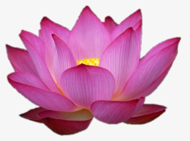 #flor #loto #love #flowers - Flower Pink Lotus Png, Transparent Png, Transparent PNG