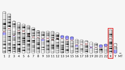 Human Chromosome 3, HD Png Download, Transparent PNG