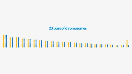Chromosomes - Colorfulness, HD Png Download, Transparent PNG