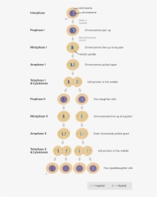 Illustration Showing The Nine Stages Of Meiosis - Phases Of Meiosis In The Correct Sequential Order, HD Png Download, Transparent PNG