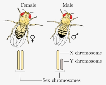 Drosophila Gynandromorph, HD Png Download, Transparent PNG