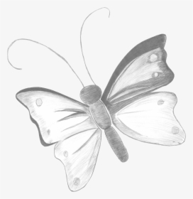Transparent Lapiz Png - Brush-footed Butterfly, Png Download, Transparent PNG