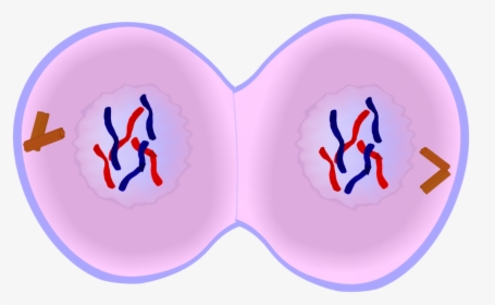Early Telophase In Mitosis, HD Png Download, Transparent PNG
