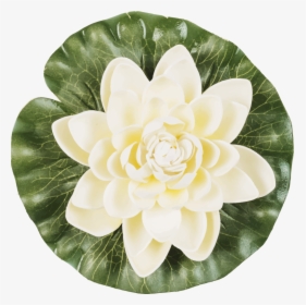 Japanese Camellia, HD Png Download, Transparent PNG