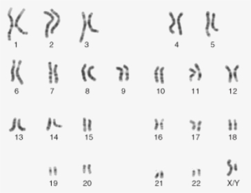 Male Karyotype, HD Png Download, Transparent PNG