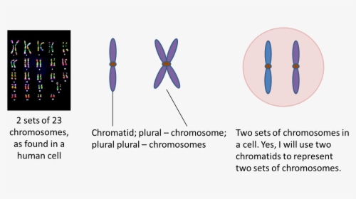Clip Art Genetics Viirulentscience Two Sets - Chromosomes, HD Png Download, Transparent PNG