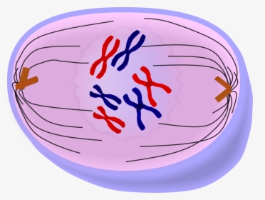 Prophase Png, Transparent Png, Transparent PNG