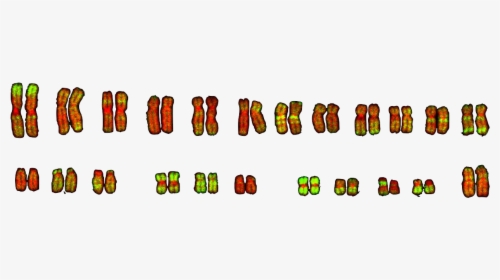 Clip Art, HD Png Download, Transparent PNG