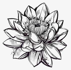 #flordeloto - Lotus Sketch Style, HD Png Download, Transparent PNG