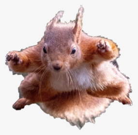 #flying #squirrel #petsandanimals #remixit #freetoedit - Squirrels Doing Superhero Poses, HD Png Download, Transparent PNG
