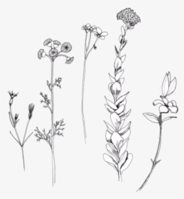 #plants #flower #plant #tumblr #grunge - Rupi Kaur Flower Illustrations, HD Png Download, Transparent PNG