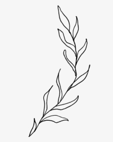 Please Give Credit When Used 🌿 - Aesthetic Plant Line Drawing, HD Png Download, Transparent PNG