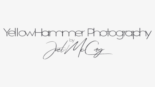 Yellowhammer Logo Edited - Calligraphy, HD Png Download, Transparent PNG