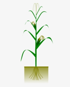 Maize Plant Svg Clip Arts - Corn Plant Vector Free, HD Png Download, Transparent PNG
