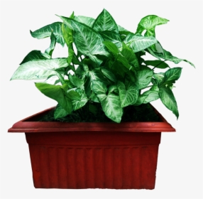Graphics Pic - Houseplant, HD Png Download, Transparent PNG