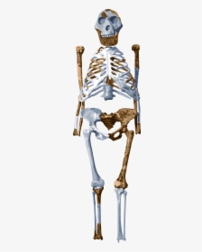 Meet Lucy - Australopithecus Afarensis Lucy Transparent, HD Png Download, Transparent PNG