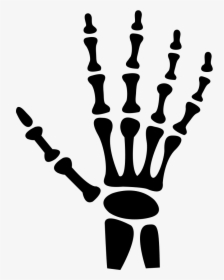 Human Hand Bones - Skeleton Hand Clipart, HD Png Download, Transparent PNG