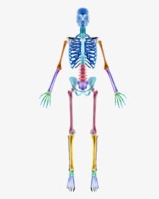 Skeleton Bones Skeleton Sections Free Photo - Human Skeleton, HD Png Download, Transparent PNG