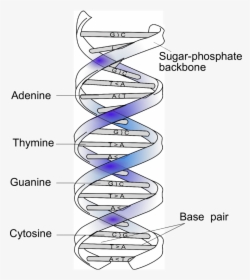 Double Helical Structure Of Dna And Complementary Base - Circle, HD Png Download, Transparent PNG