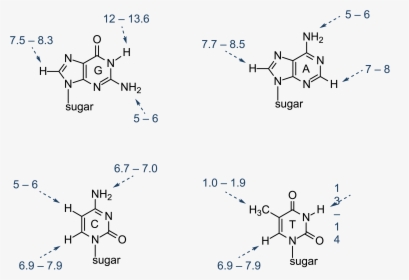 Nucleic Acid Structure Diagram, HD Png Download, Transparent PNG