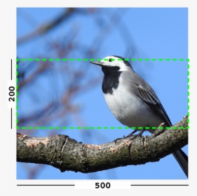 Example Of Min Filter On An Image - Old World Flycatcher, HD Png Download, Transparent PNG