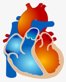 Pulmonary Atresia With Single Ventricle Clipart , Png - Tetralogy Of Fallot, Transparent Png, Transparent PNG