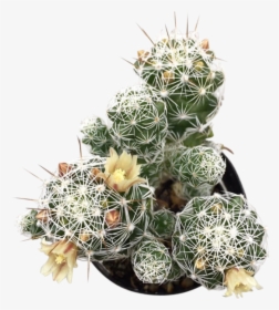 Thimble Png , Png Download - Hedgehog Cactus, Transparent Png, Transparent PNG