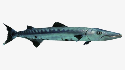 Ambienttemplate - Pacific Sturgeon, HD Png Download, Transparent PNG