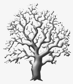 1545158140 - Real Tree Clip Art Black And White, HD Png Download, Transparent PNG