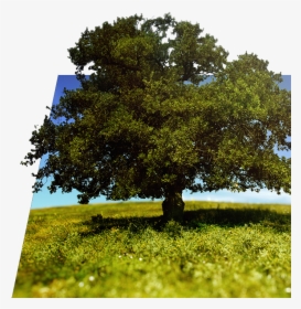 Tree And Nature - High Quality Pictures Trees, HD Png Download, Transparent PNG