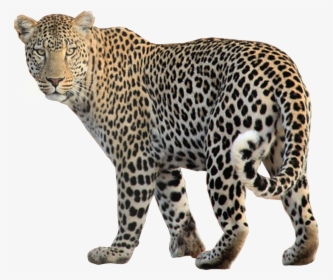 Leopard Looking For Prey Transparent Background Image - Leopard Transparent Background, HD Png Download, Transparent PNG