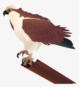 Bird,bird Of Prey,beak - Ospreys Bird Clipart, HD Png Download, Transparent PNG