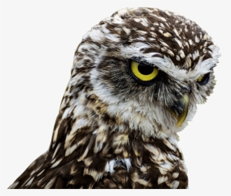 Birds Of Prey Good Morning , Png Download - Do Owls Have Long Legs, Transparent Png, Transparent PNG