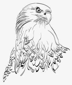 Drawing White Tailed Eagle, HD Png Download, Transparent PNG