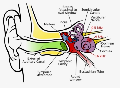 Images/audtrans-anatomy Of The Human Ear - Graph Of The Ear, HD Png Download, Transparent PNG