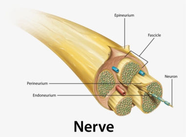 Nerve Anataomy - Peripheral Nerve In Cross Section, HD Png Download, Transparent PNG