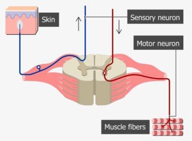 Spinal Cord Segment Cross-sectional Image Showing The - Spinal Nerves Sensory And Motor, HD Png Download, Transparent PNG