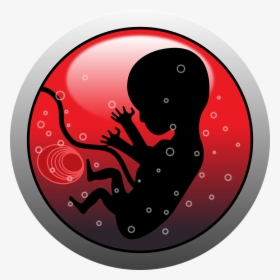 Embryo, Human, Infant, Pregnancy, Silhouette - Viviparity Meaning In Hindi, HD Png Download, Transparent PNG