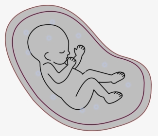 Cartoon Drawing Of Fetus, HD Png Download, Transparent PNG