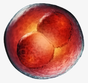 Embryo Png Transparent, Png Download, Transparent PNG
